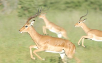 Új pályázat indul gyors növekedésű (gazella) vállalkozásoknak